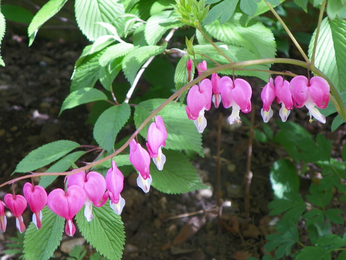 dicentra spectabilis - Primavara 2016