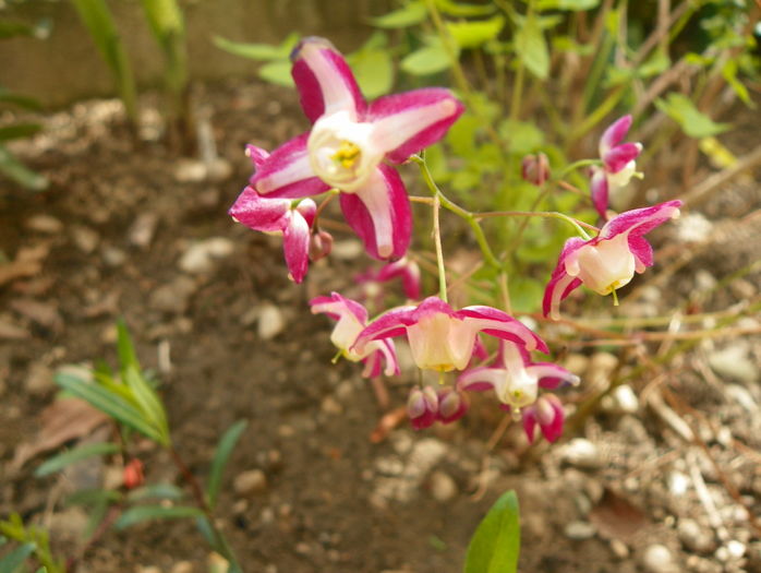 epimedium rubrum - Primavara 2016