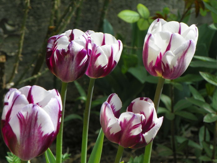 lalele Rems Favourite - Primavara 2016