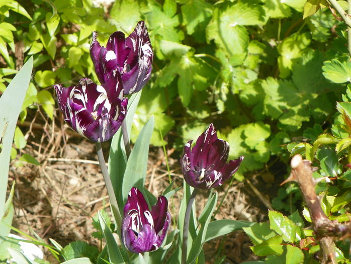 lalele corcite - Primavara 2016