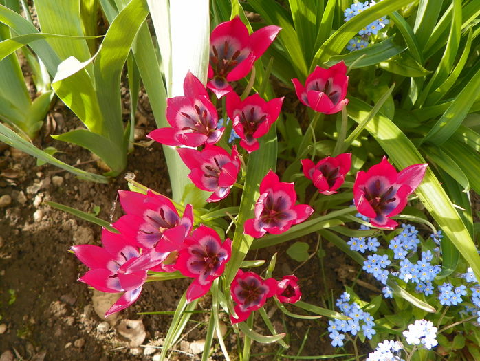 lalele Little Beauty