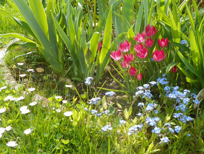 lalele Little Beauty