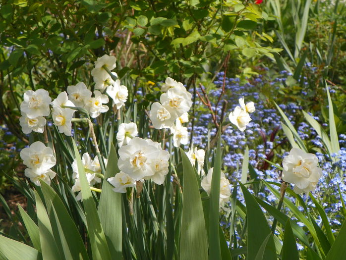 narcise Cheerfulness