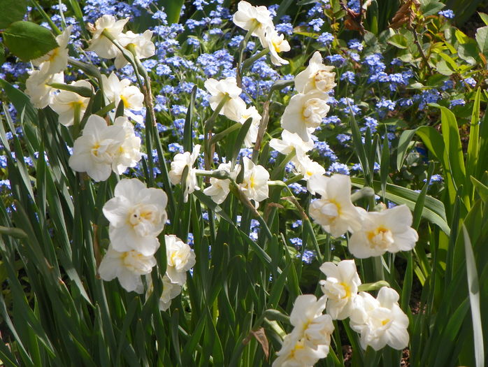 narcise Cheerfulness