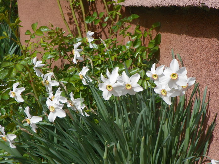 narcissus poeticus