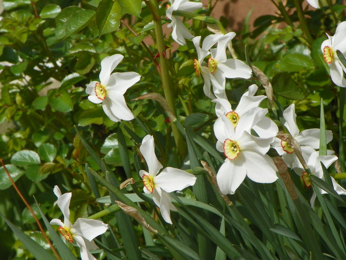 narcissus poeticus