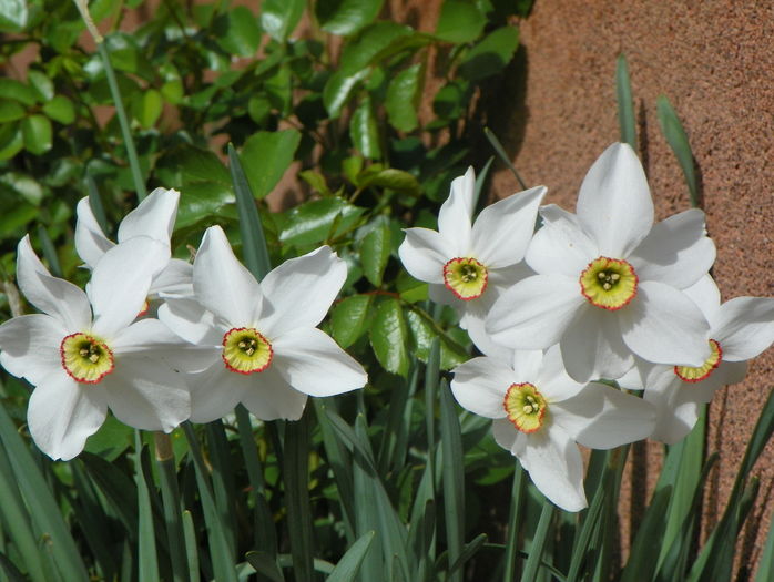 narcissus poeticus - Primavara 2016