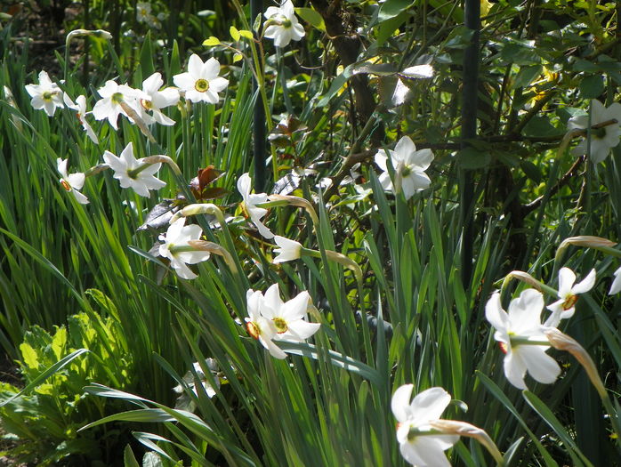 narcissus poeticus - Primavara 2016