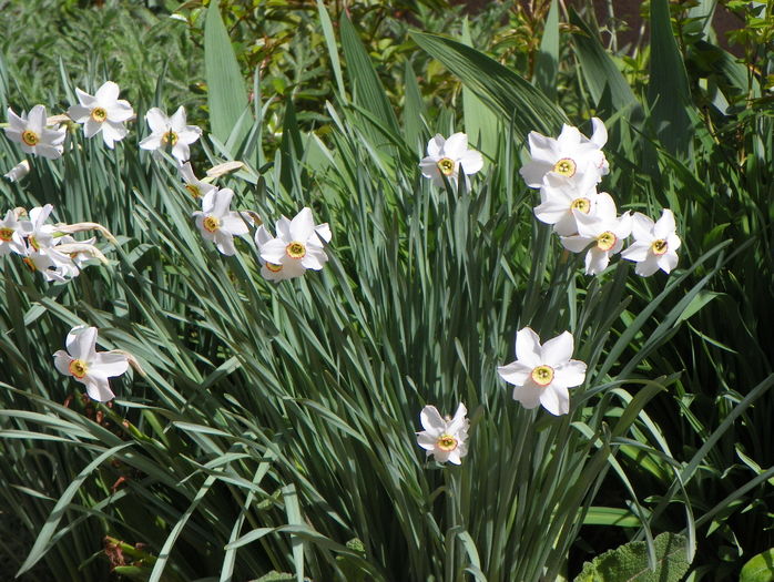 narcissus poeticus - Primavara 2016