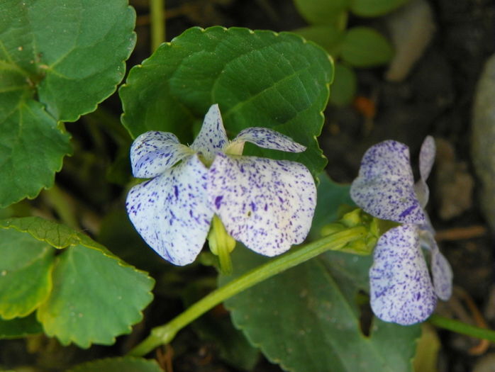 viola Freckles - Primavara 2016