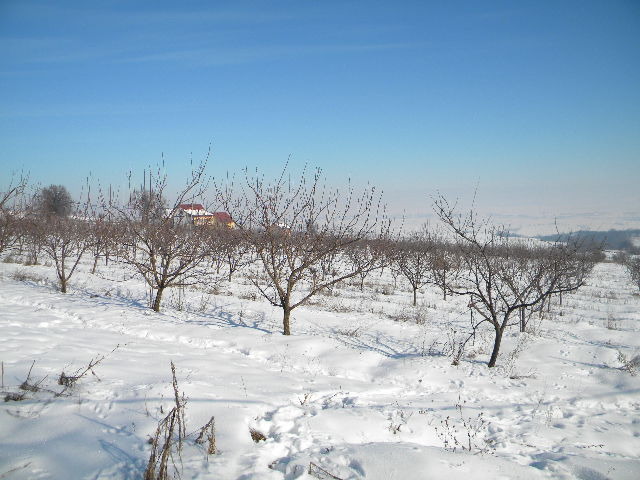 DSCN4544