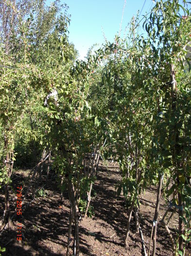 Goji pe arac - Gradina Casa si Plante Rare sau Deosebite pentru Sanatate2