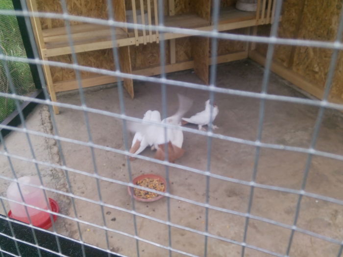 IMG_20160418_171300; Mauri galbeni din Germania
