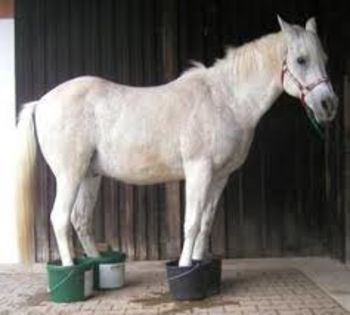 songoru'  cu cauciucuri de vara