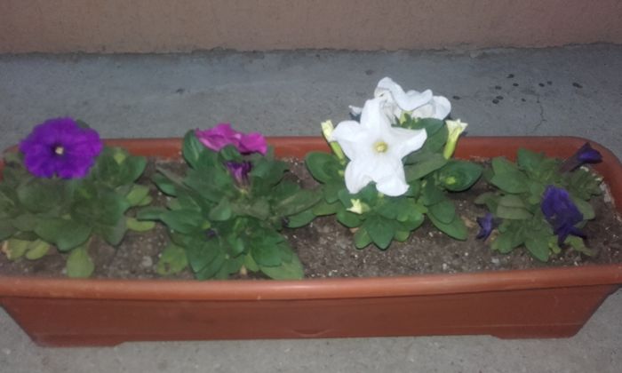 20160418_201013 - primavara 2016