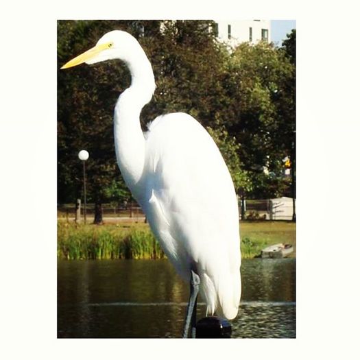 12292893_893169534132084_1403372279_n - Birds  II