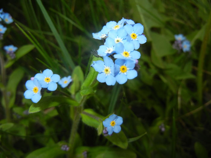 Myosotis alpestris (2016, April 08)