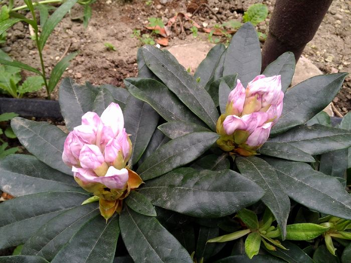 Rhododendron de gradina - Poze 2016