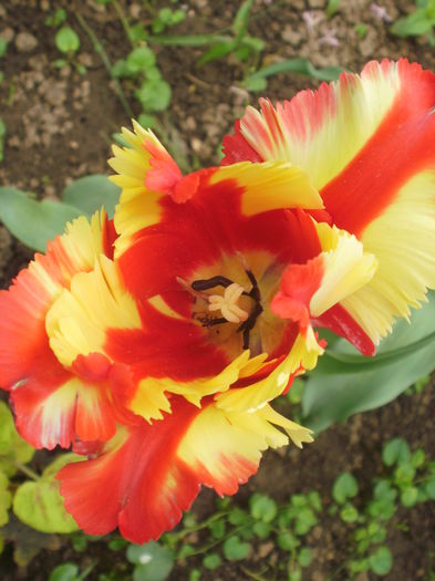 `Flaming Parrot`