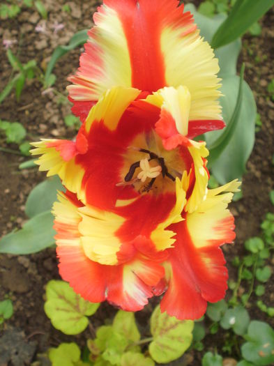 `Flaming Parrot`