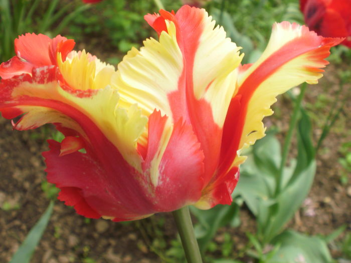 `Flaming Parrot`