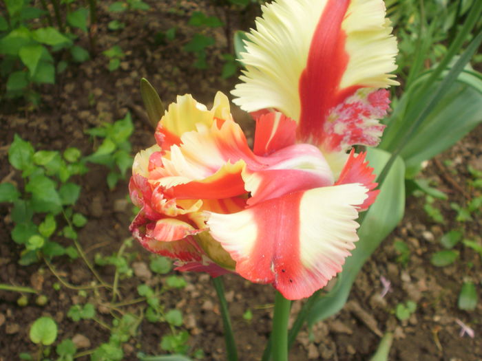 `Texas Flame`
