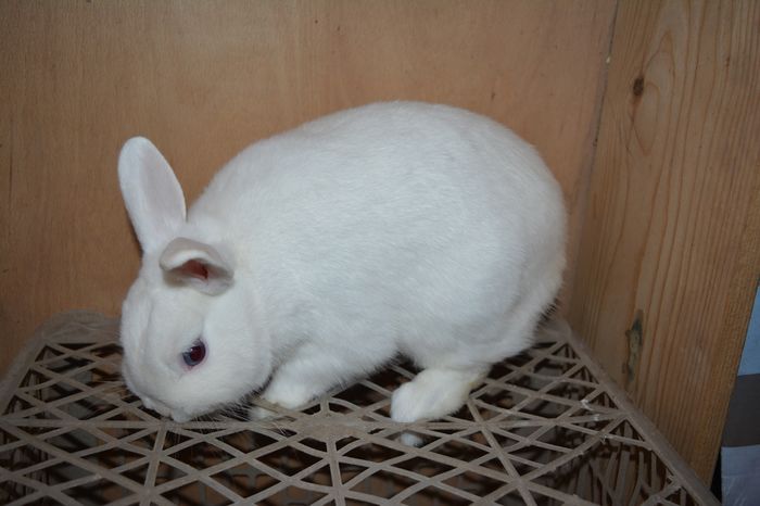 nu este de rasa - 6 - Diverse