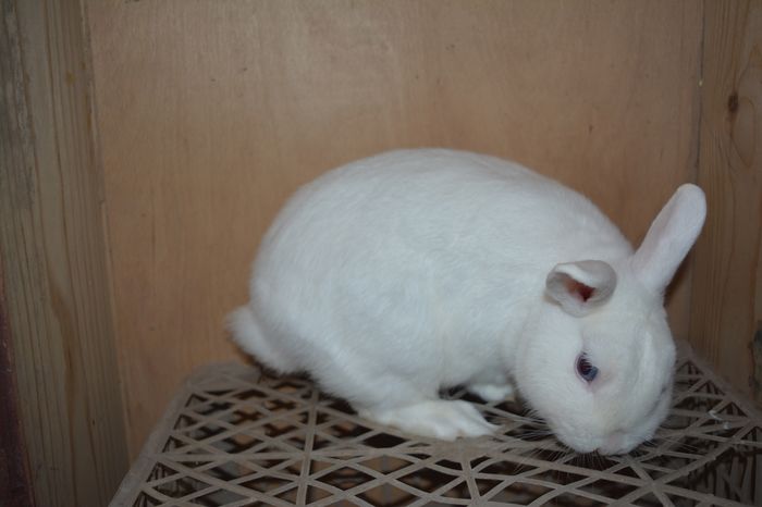 dar este foarte simpatic