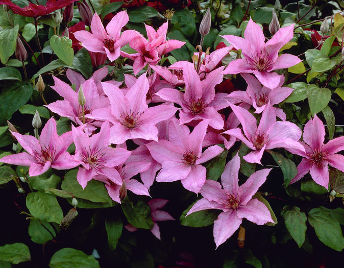 Clematis-Hagley-Hybrid_