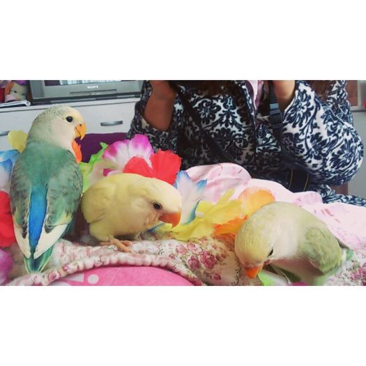 12292896_1226680570681627_1201892171_n - Birds  II