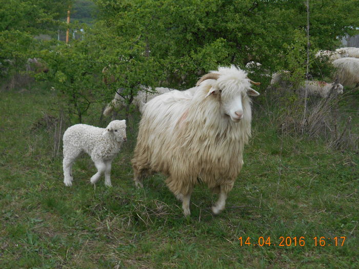 Picture 045 - Productia De Miei 2016