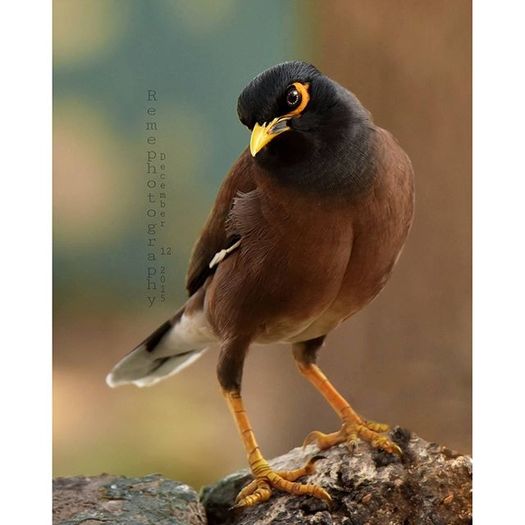 12292899_175734769445612_1538525886_n - Birds  II