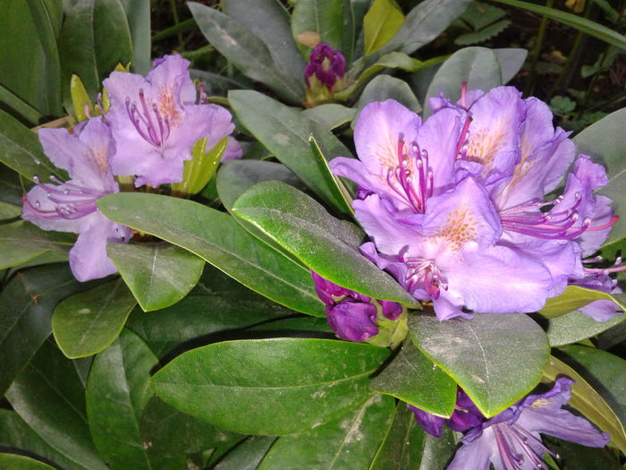 20160419_080957 - AZALEE SI  RHODODENDRONI