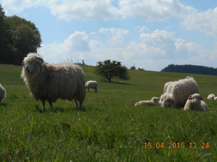 Picture 115 - Productia De Miei 2016