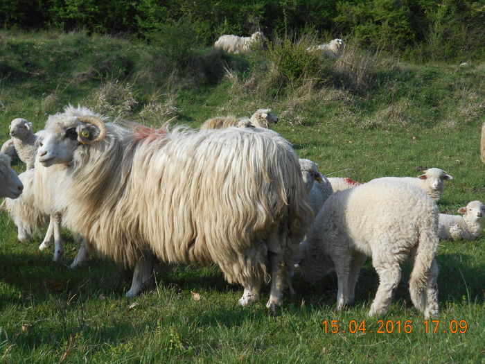 Picture 223 - Productia De Miei 2016