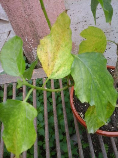 20160419_114558 - Hibiscus Blue Diamond