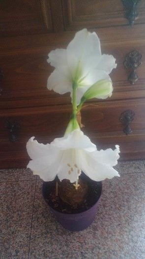 17 - Amaryllis 2016