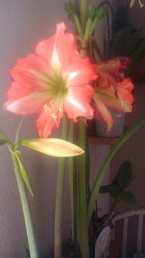 13023163_1115718685167079_1974088914_n - Amaryllis 2016