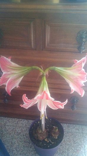 13020193_1115718861833728_723599591_n - Amaryllis 2016