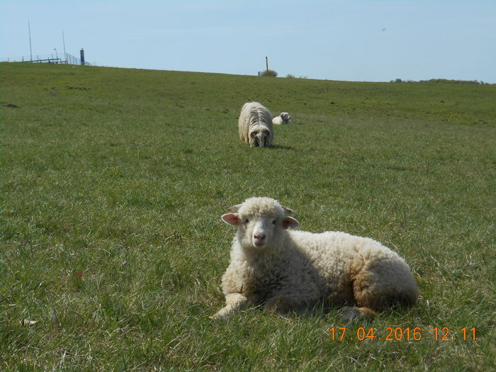 Picture 399 - Productia De Miei 2016