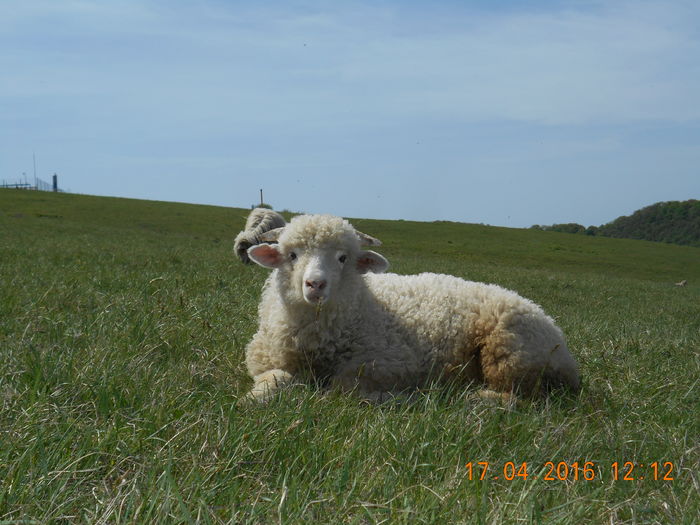 Picture 401 - Productia De Miei 2016