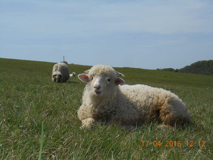 Picture 402 - Productia De Miei 2016