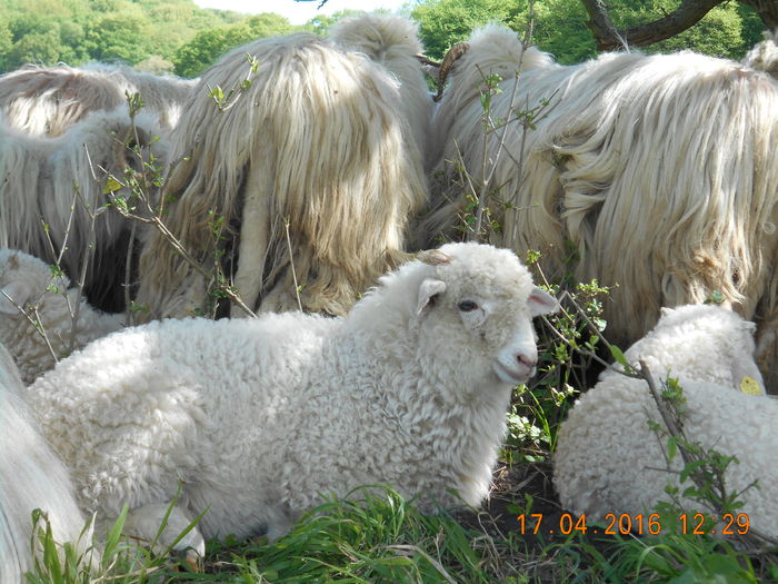 Picture 409 - Productia De Miei 2016