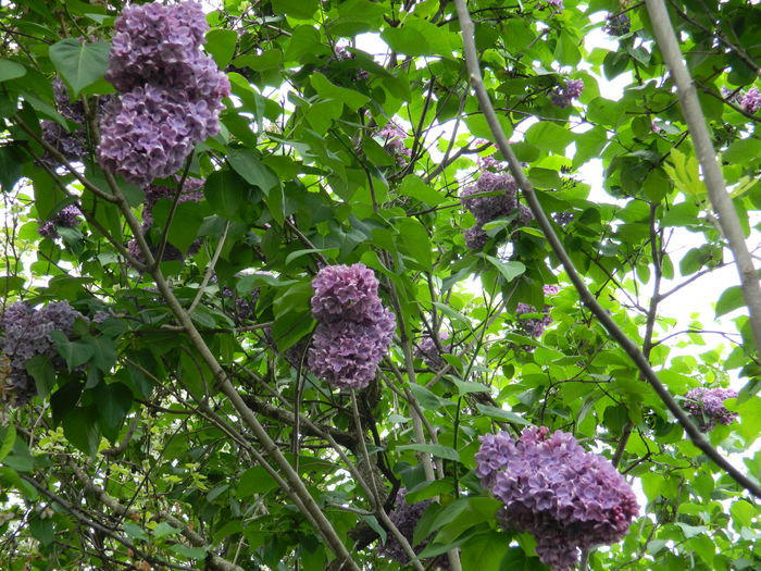 DSCN5068 - 2016 Aprilie_3