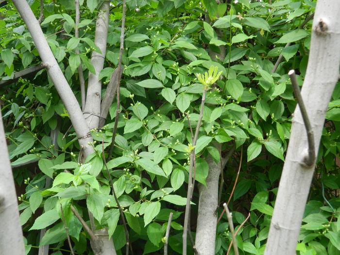 DSCN5069 - 2016 Aprilie_3