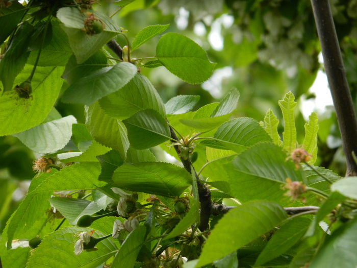 DSCN5071 - 2016 Aprilie_3