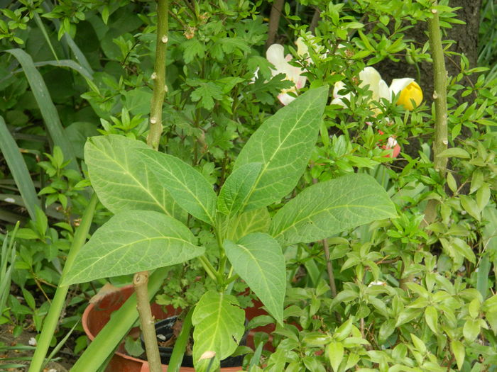 DSCN5072 - 2016 Aprilie_3