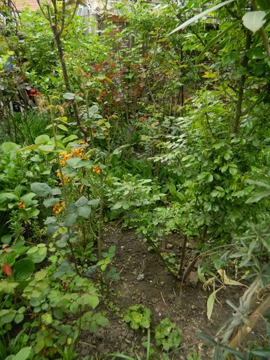 DSCN5076 - 2016 Aprilie_3