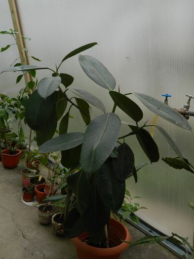 DSCN5078 - 2016 Aprilie_3