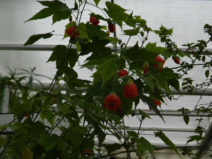 DSCN5082 - 2016 Aprilie_3